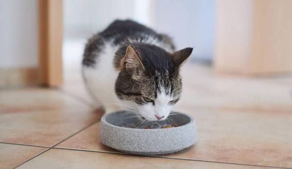 Cat bowl