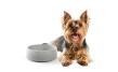 Dog Bowl S Granicium