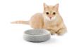 Cat bowl Granicium