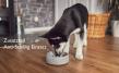 Dog Bowl S Granicium